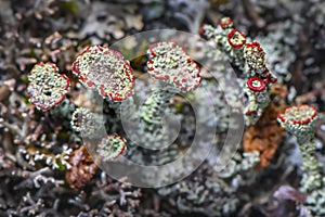 Lichen Cladonia coccifera. Green-red lichen