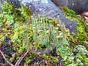 Lichen. Cladonia fimbriata. Abstract nature. Background nature. photo