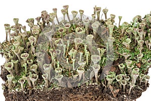 Lichen: Cladonia fimbriata photo