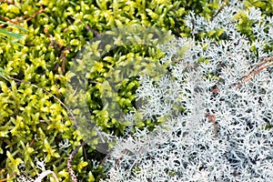 Lichen cladonia and moss closeup