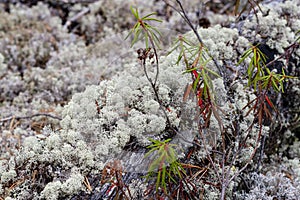 Lichen - Cladonia rangiferina.