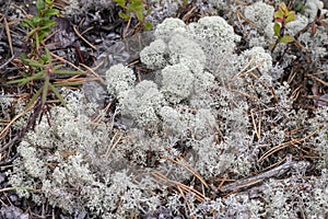 Lichen - Cladonia rangiferina. photo