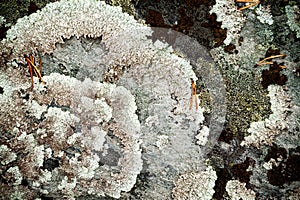Lichen close up photo