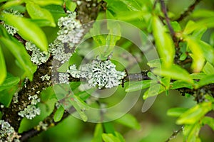 A lichen is a composite organism that arises from algae or cyanobacteria living among filaments of multiple fungi species.