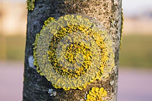 Lichen on the cortex of tree photo