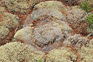 Lichen cover in a forest. Georgian Bay, Ontario, Canada