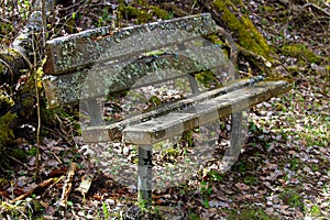 A lichen covered bench in the woods