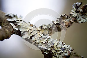 Lichen covered branch