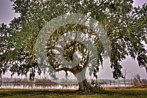 Lichen Covered Oak Tree photo