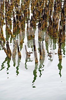 Lichen Covered Pilings in Harbor