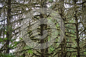 Lichen covered pine tree branches in Olympic National Forest photo