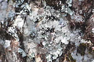 Lichen covered rock