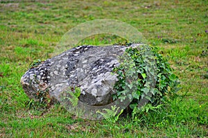 Lichen covered rock on grassland, partly overgrown with ivy