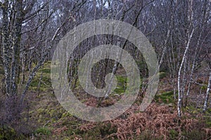 Lichen covered Silver Birch trees with bracken and moss