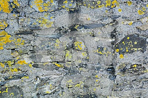 Lichen covered stone texture with grays, yellows and greens