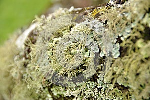 Lichen covered tree