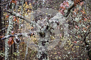 A lichen-covered tree with sparse brown leaves