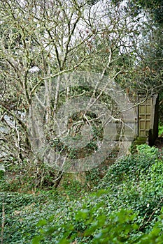 With lichen decorated tree