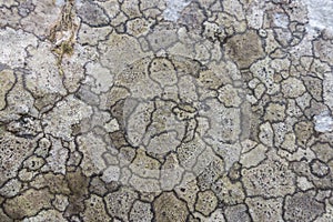 Lichen design on a Rock
