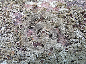 Lichen detail