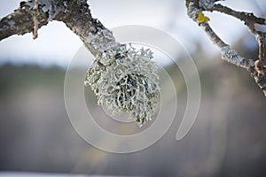 Lichen on a dry branch. Evernia prunastri, also known as oak moss. Oak moss is widely used in modern perfumery