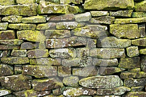 Lichen on drystone wall. Background. Close up.