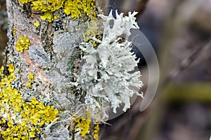 Lichen photo