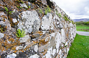 Lichen and ferns grow on a rock wall