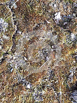 Lichen in the forest
