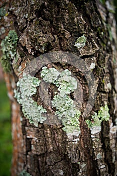 Lichen in forest, mossy rain forest, Soft focus