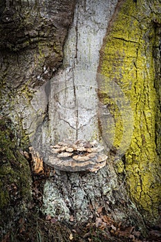 Lichen and Fungi on ancient Oak in the Highlands of Scotland