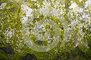 Lichen Fungi Green Moss on the old Concreate wall abstract Texture background