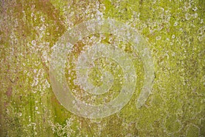 Lichen Fungi Green Moss Texture abstract background concrete wall