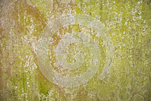 Lichen Fungi Green Moss Texture abstract background concrete wall