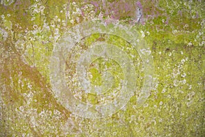 Lichen Fungi Green Moss Texture abstract background concrete wall