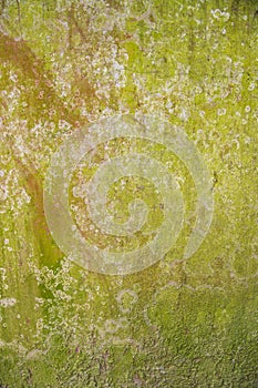 Lichen Fungi Green Moss Texture abstract background concrete wall