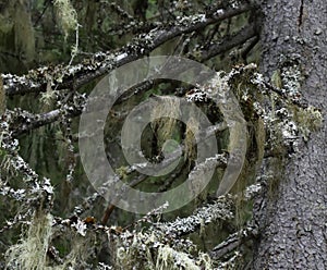 Lichen from genus Alectoria and Hypogymnia on same tree