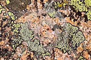 Lichen on granite rock