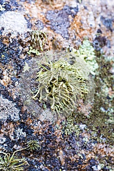 Lichen on granite rocks