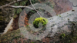 Lichen grew up on tree