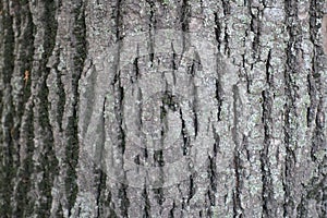 Lichen on grey bark of linden tree