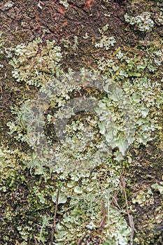 Lichen growing on the bark of a tree