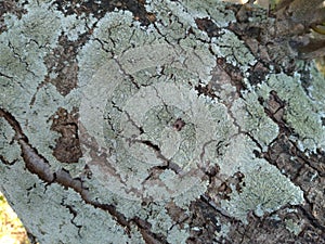 Tree bark lichen