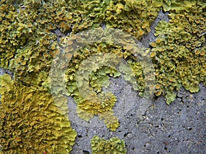 Lichen growing on a concrete post