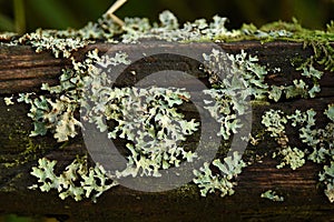 Lichen growing on decomposing wood