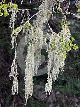 Lichen Growing on Pine Tree