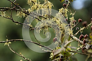 Lichen growing on the Pompom tree.