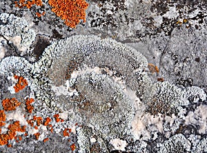 Lichen growing on rock photo