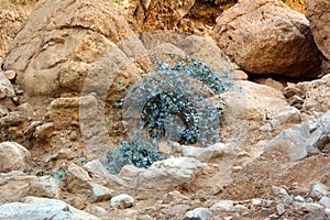 Lichen growing on rocks in the Arabian desert