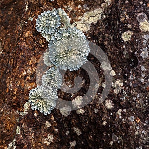 Lichen growing on rusty colored rock